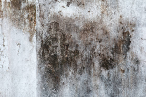 Best Mold Removal for HVAC Installations  in Spirit Lake, IA