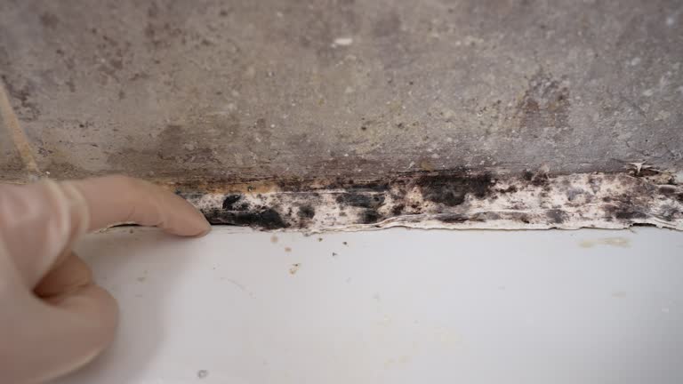 Best Forensic Mold Investigation  in Spirit Lake, IA